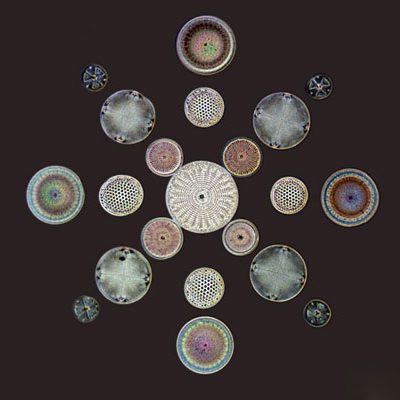 Diatoms